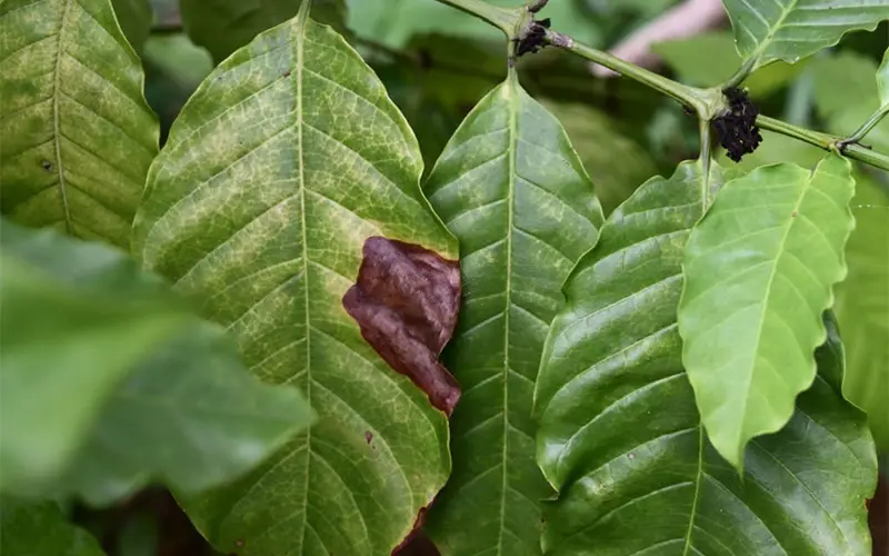  bệnh thán thư cây cà phê