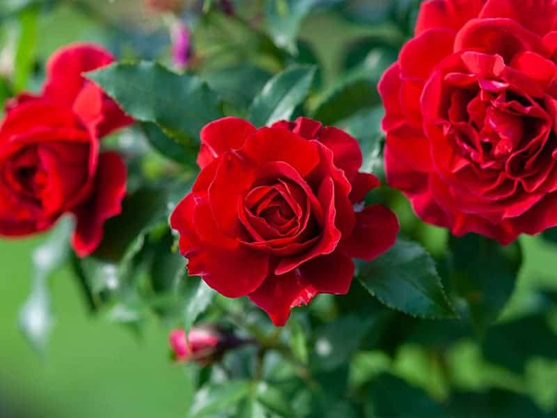Cách trồng hoa hồng bằng cành cực dễ dàng ngay tại nhà