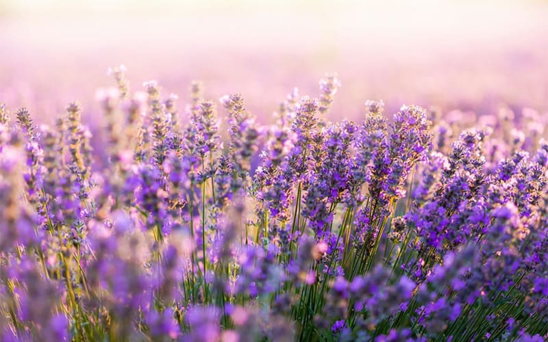 Hoa lavender nở mùa nào? Cách trồng hoa lavender tại nhà