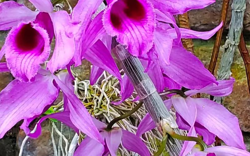 Dendro nắng  Dendrobium Caesar  Vườn Phong Lan