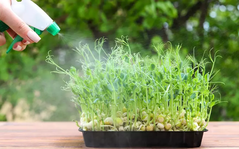 Hướng dẫn cách trồng rau mầm thủy canh đơn giản tại nhà