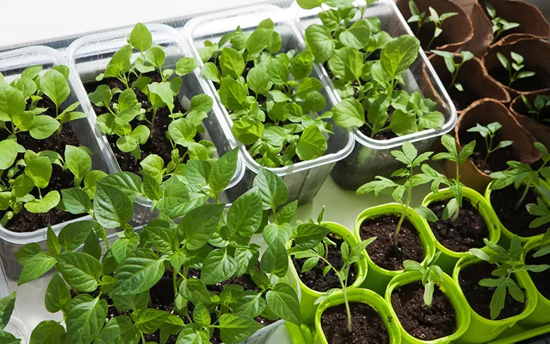 Cách trồng rau sạch tại nhà siêu hiệu quả