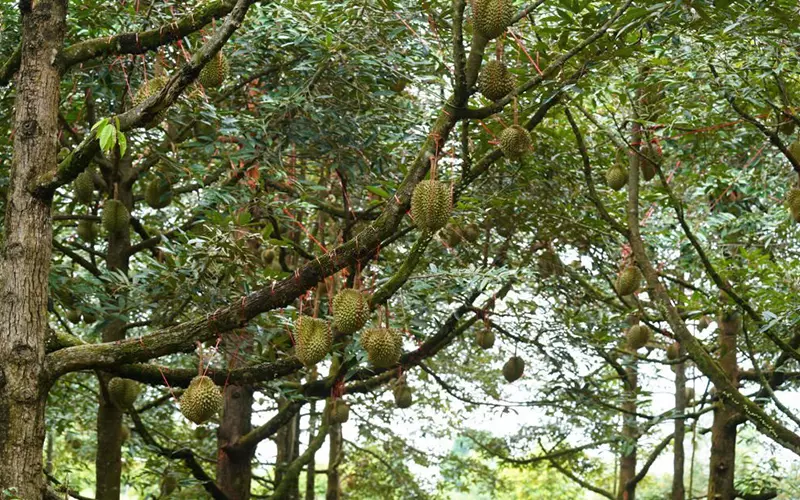 Góc giải đáp: Có nên trồng sầu riêng Musang King ?