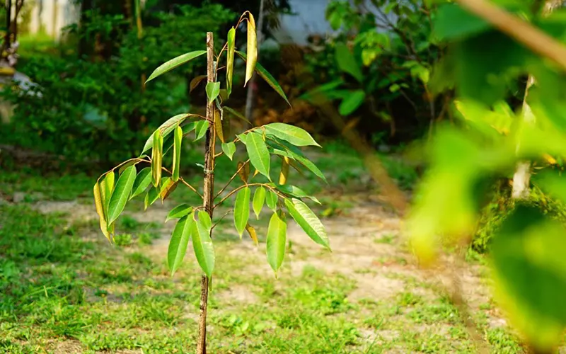 Kỹ thuật chăm sóc cây sầu riêng con mới trồng đúng cách