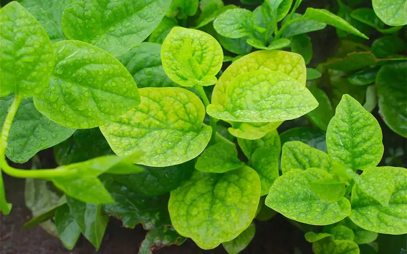 Rau bị vàng lá - Nguyên nhân & Cách khắc phục hiệu quả