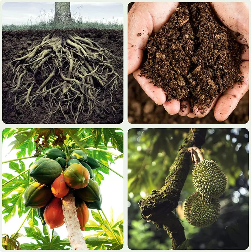 Humic Grin - Cung cấp dưỡng trung vi lượng, kích rễ, cải tạo đất